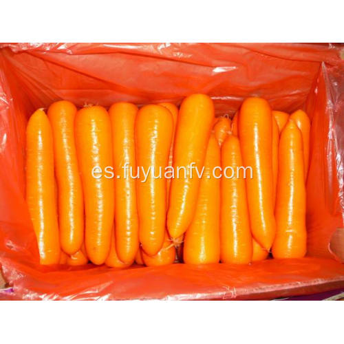 Tamaño de zanahoria fresca M